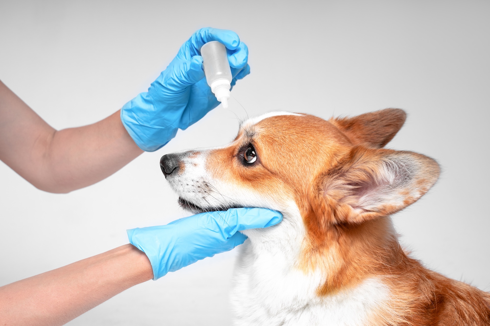 dog eye disease