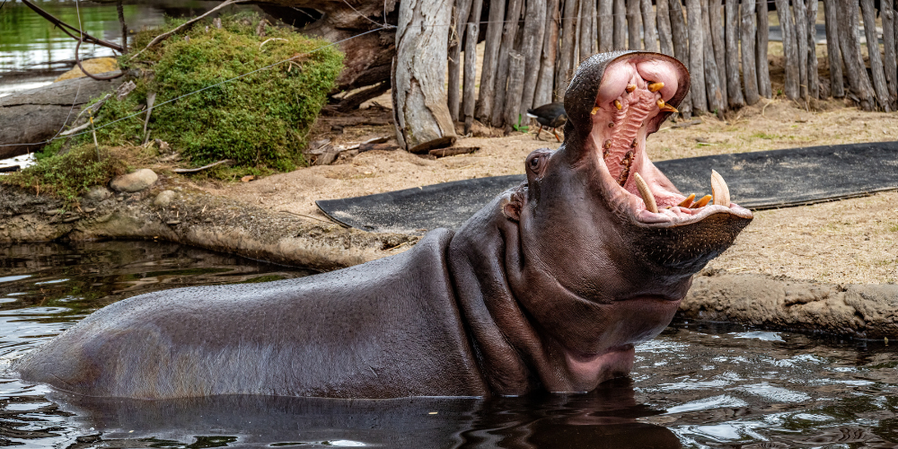 hippo in water with mouth open