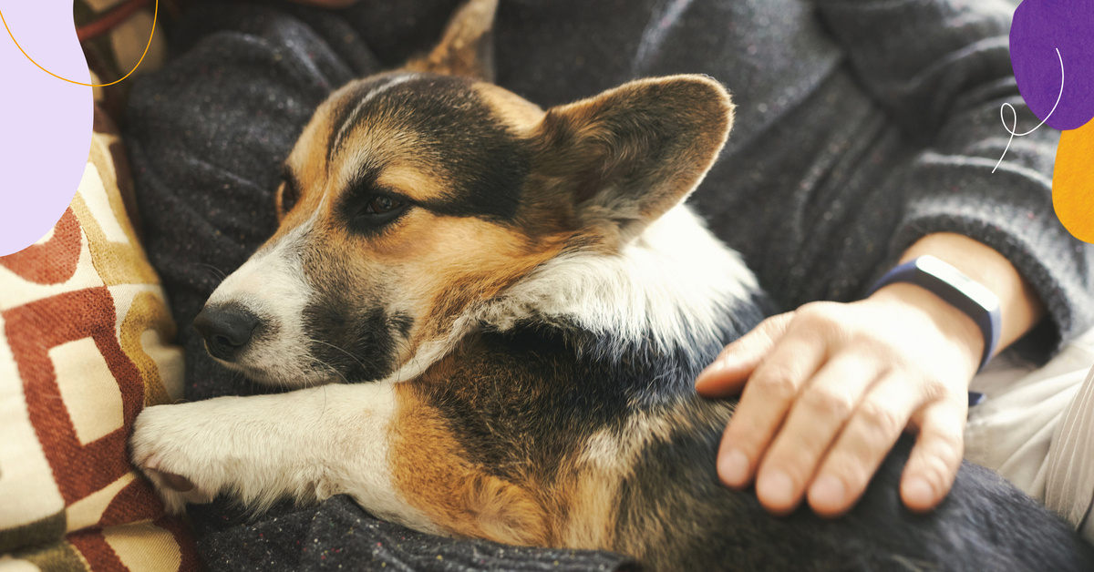 osteoarthritis in dogs