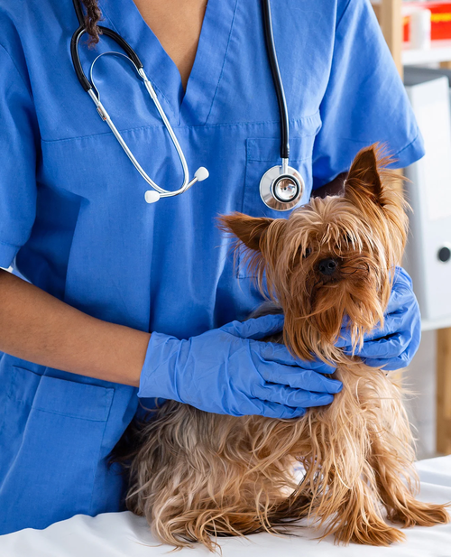Veterinarian with dog
