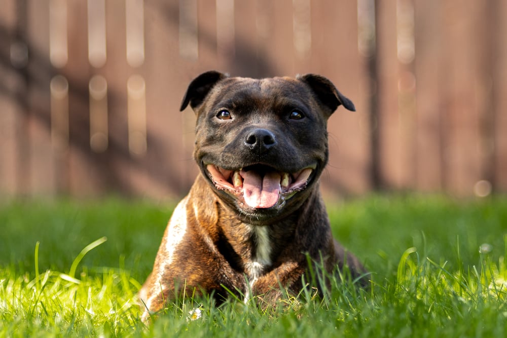staffordshire bull terrier laying outside