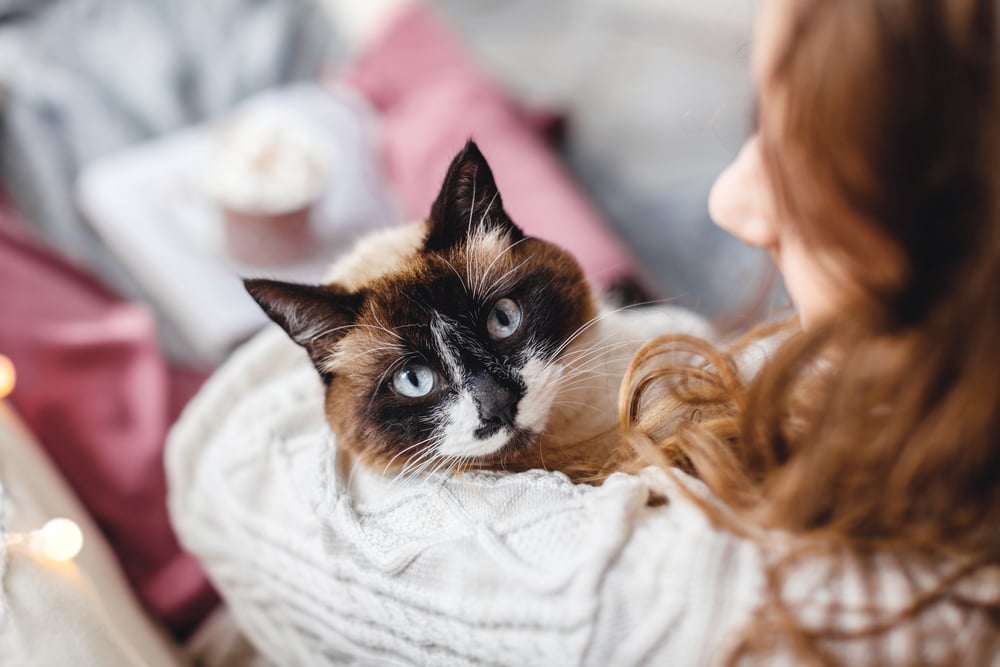 anti nausea medication for cats