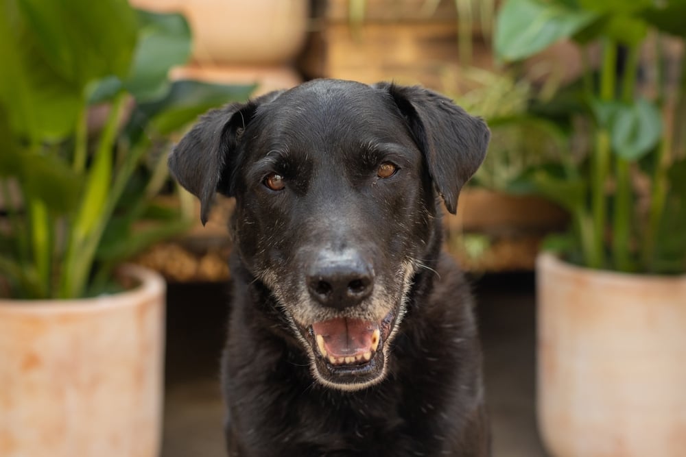 older black dog