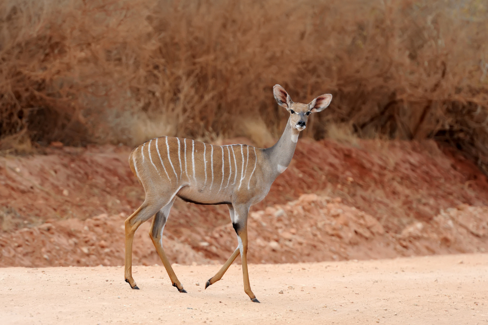 Bongo Antelope