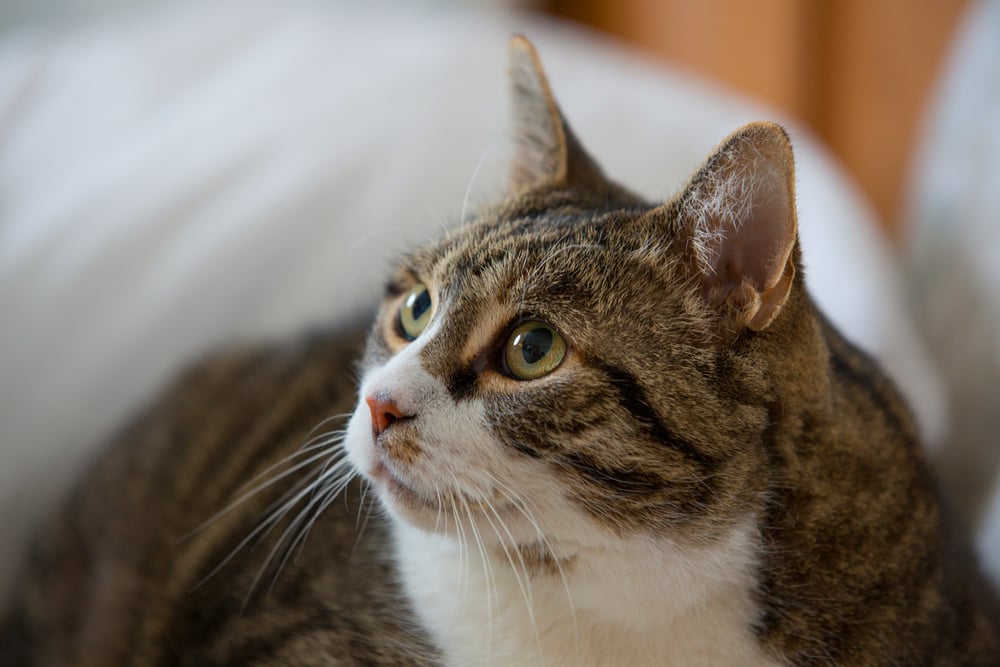 cat looking up