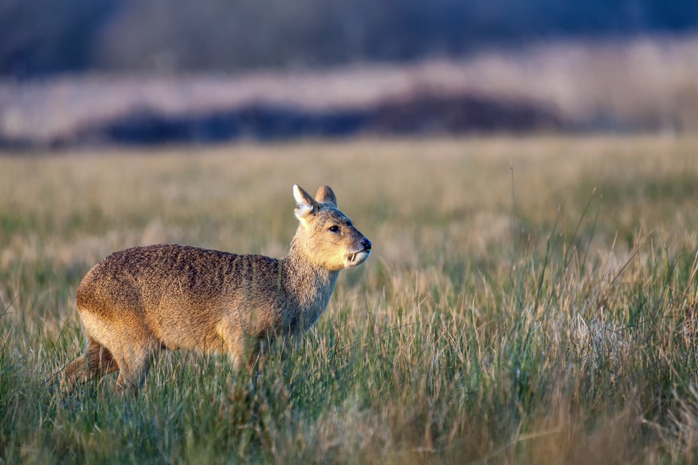 Chinese water deer