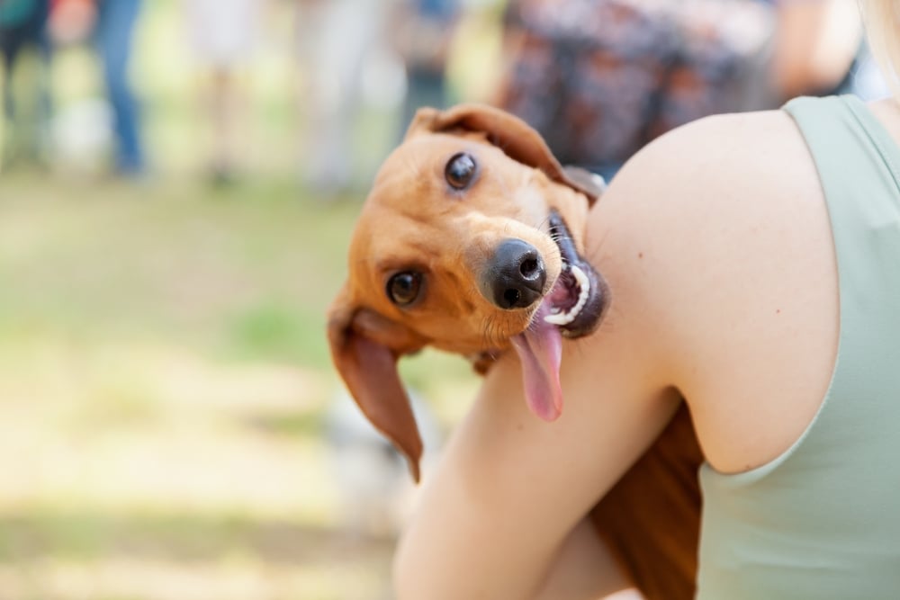dachshund