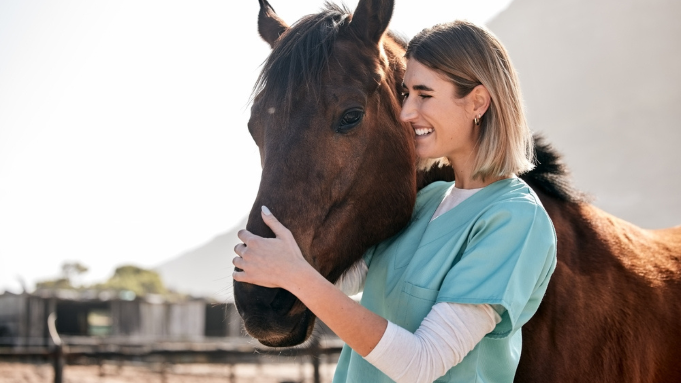 Detomidine for Horses: Equine Uses, Dosing and Safety Guidelines