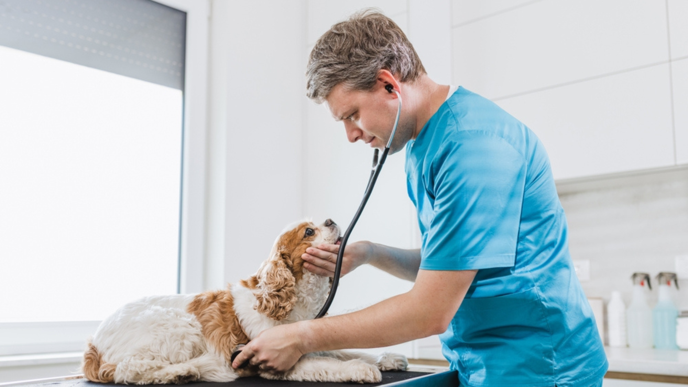 Dog Cancer: Signs to Watch For, Skin Cancer and Treatment Options