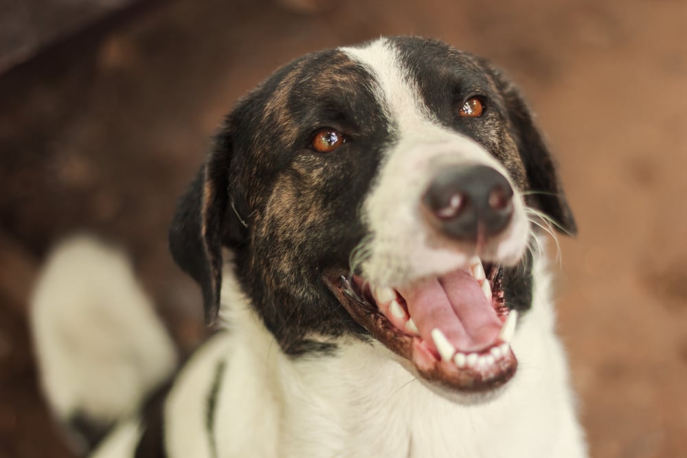 dog heart failure medication