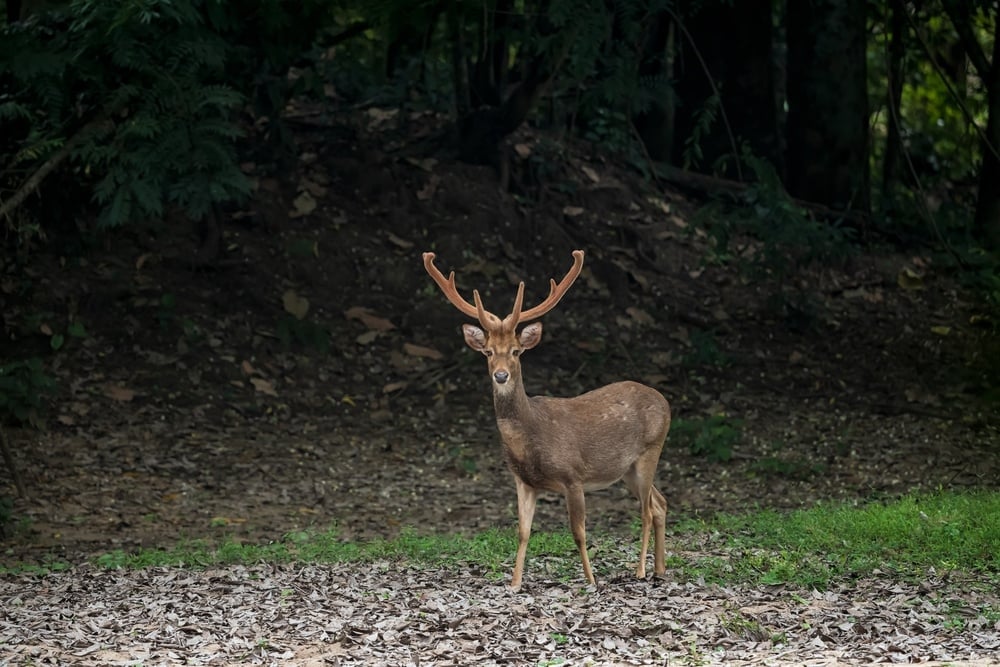 eld's deer