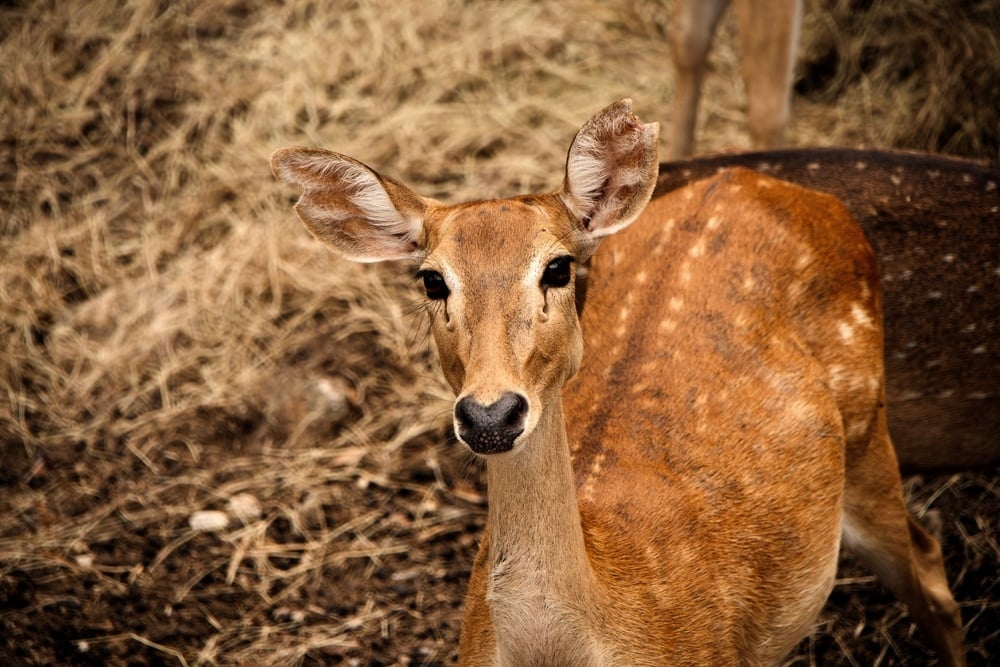 eld's deer