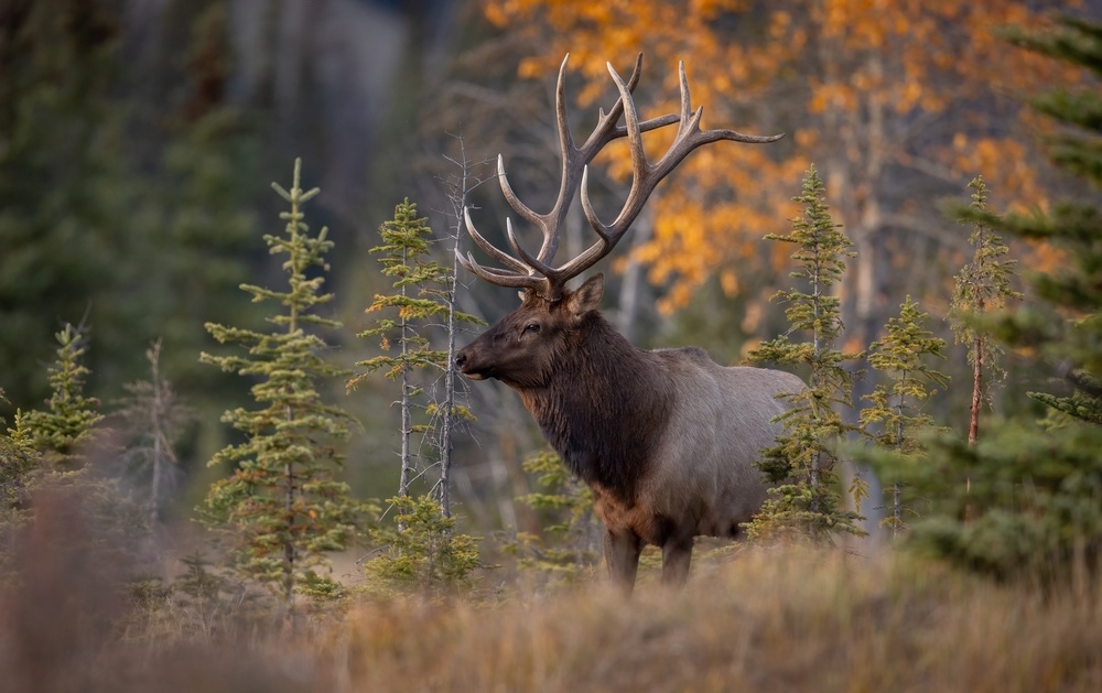 elk