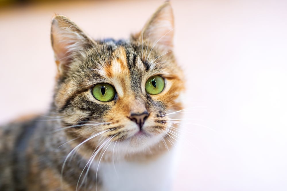 cat with green eyes