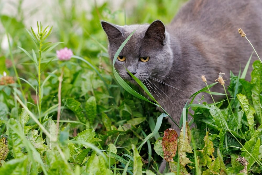 grey cat walking through grass