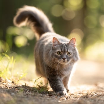 grey_cat_woods