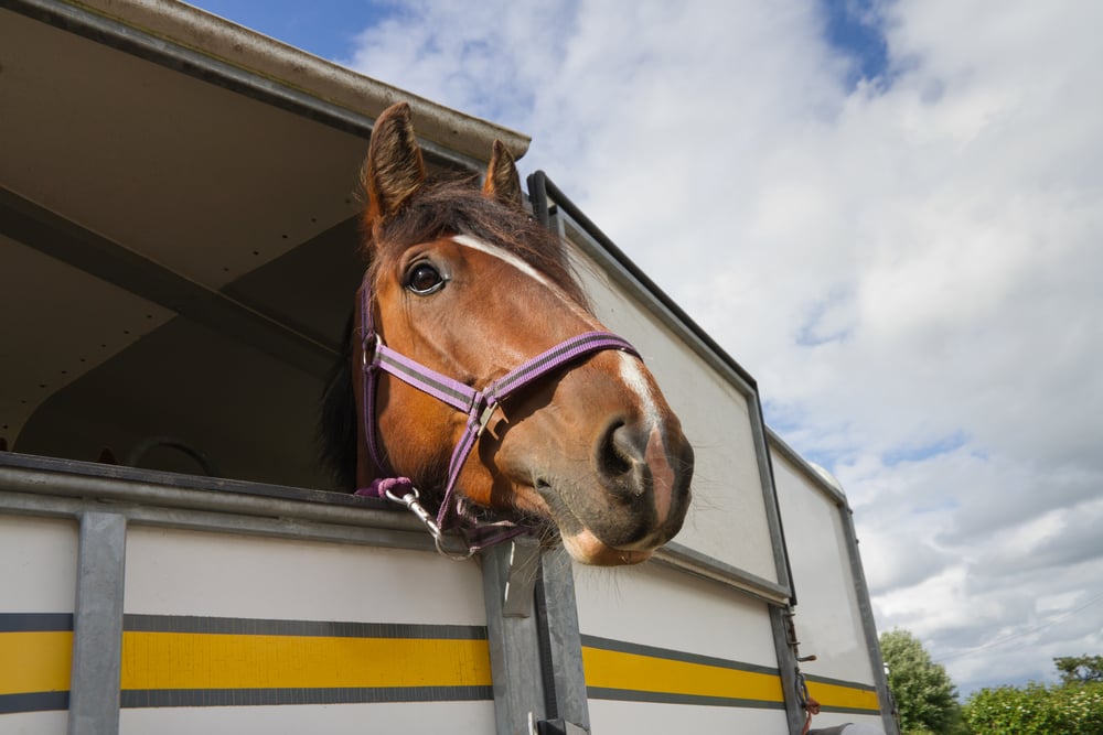 horse in a trailer
