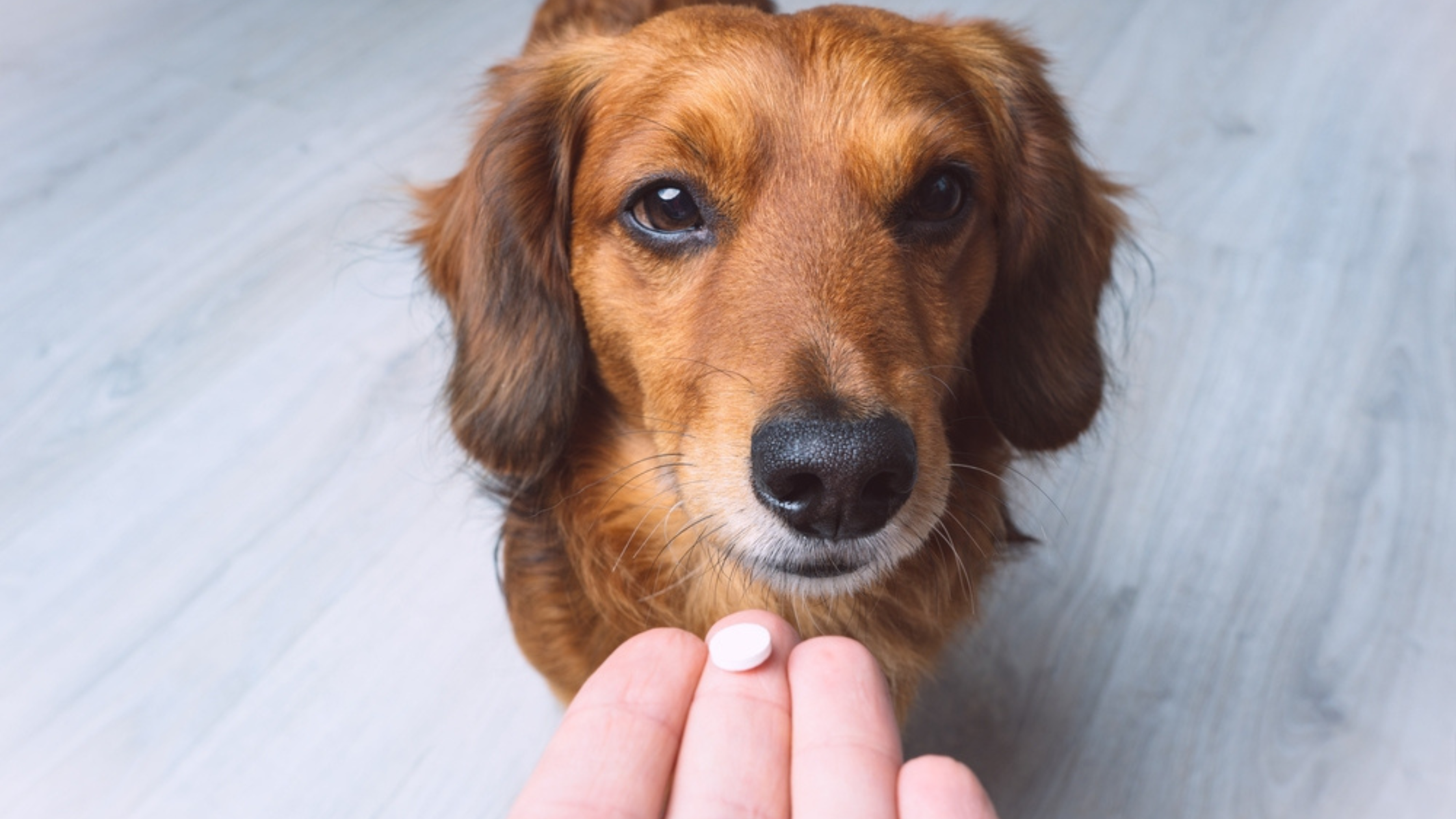 How to Get Your Dog to Take Medicine (Even When They Refuse)