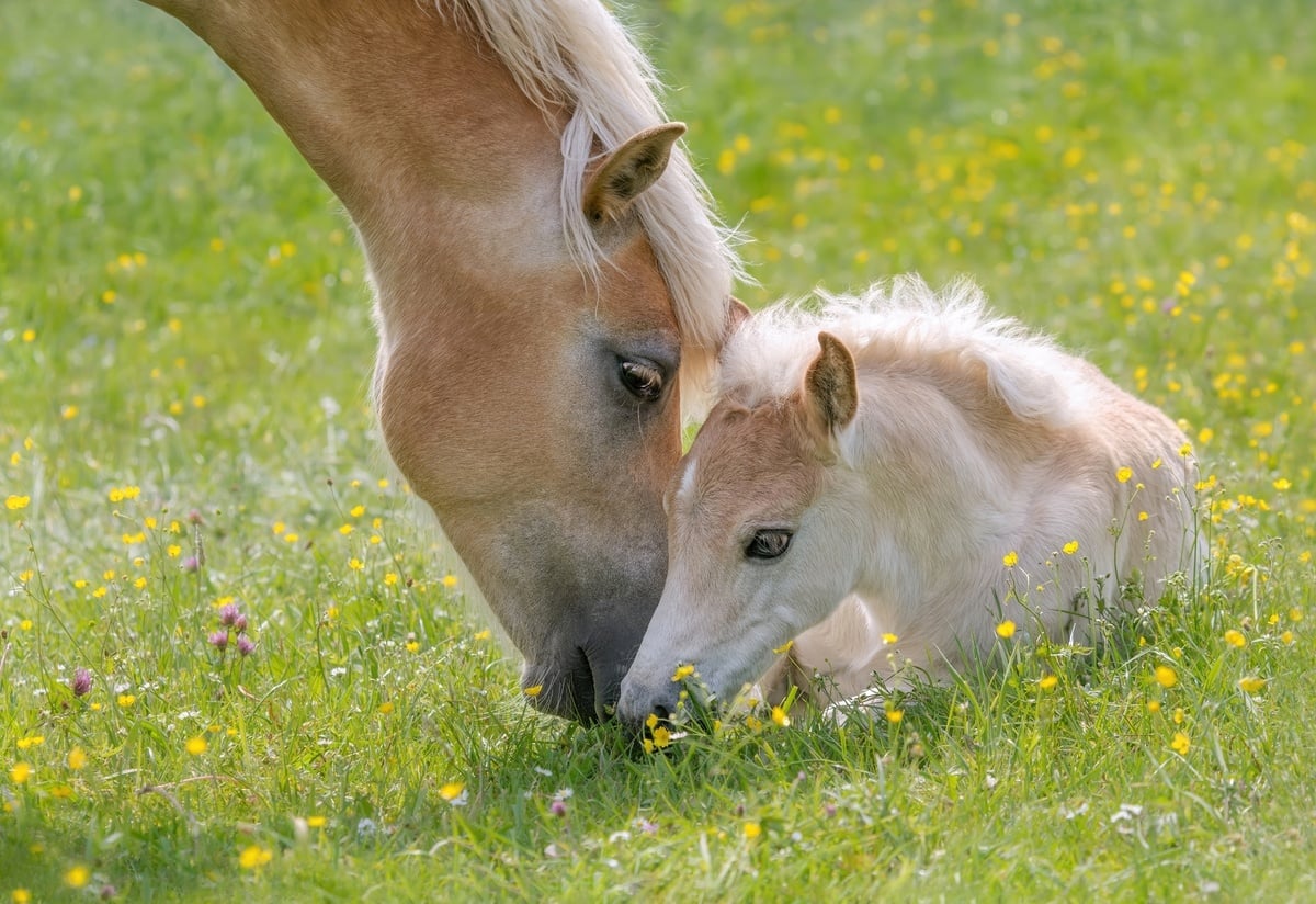 mother and foal in a field