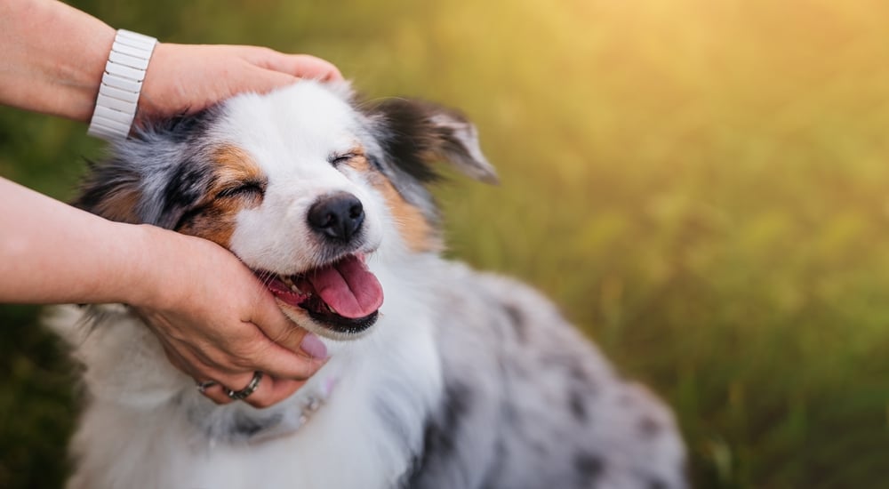 owner petting happy dog