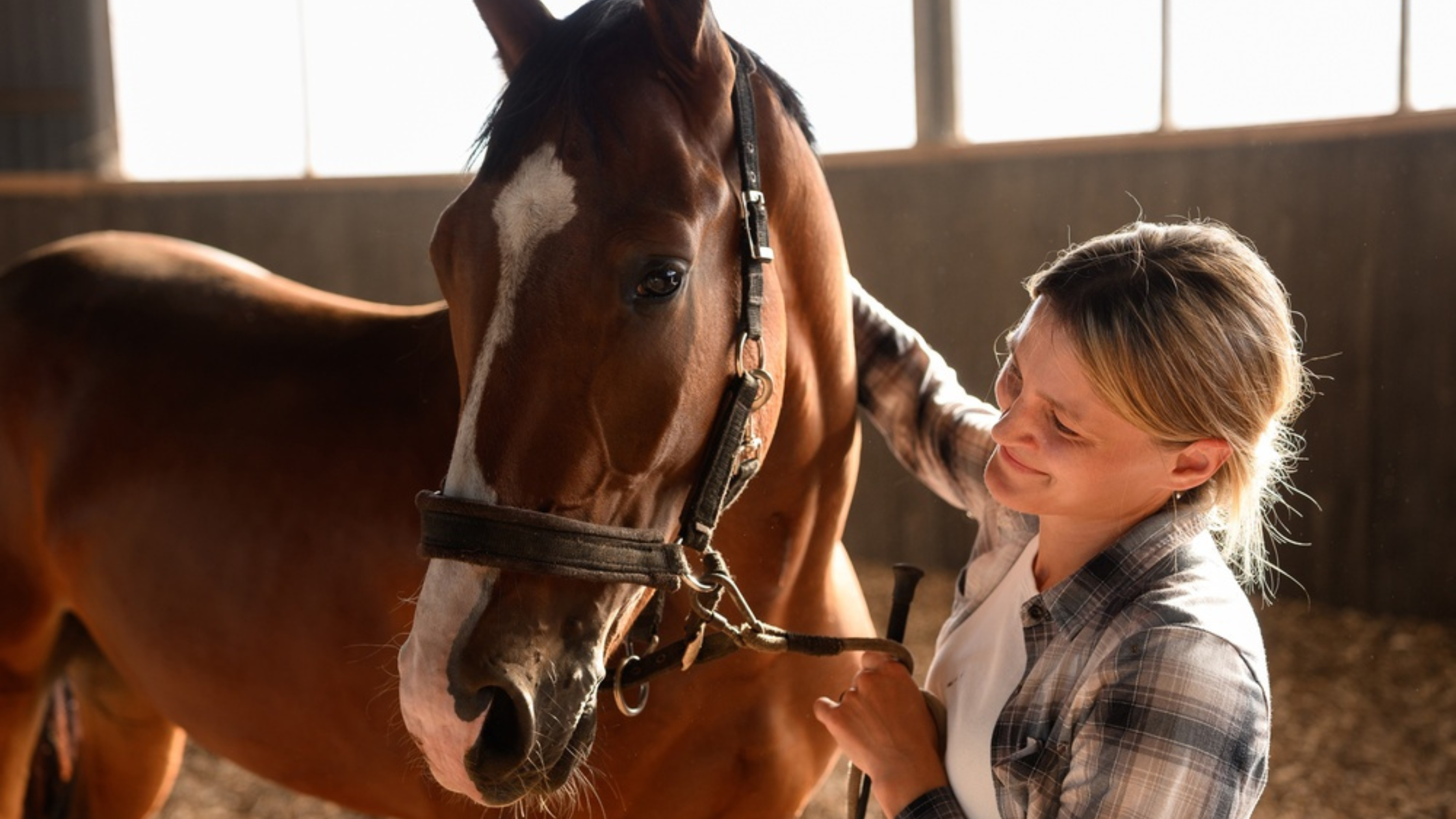 Pergolide for Horses: A Guide to Cushing's Disease Treatment