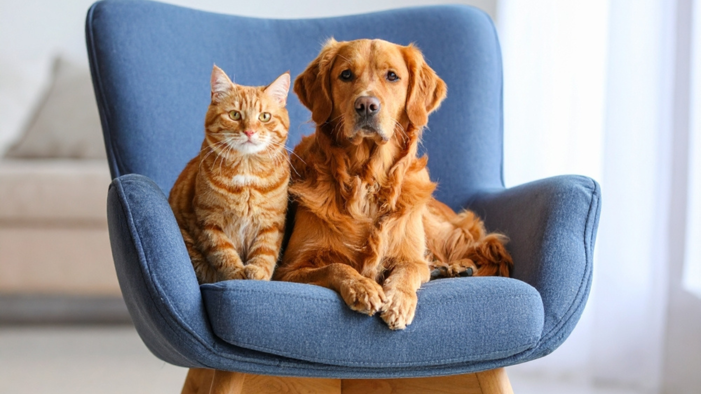 Prednisone vs. Prednisolone for Cats and Dogs: Key Differences