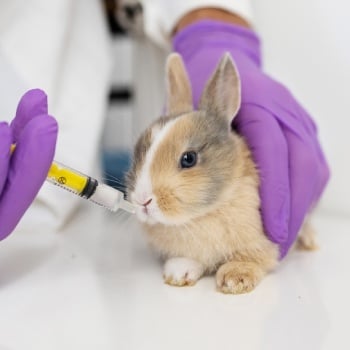 rabbit_vet