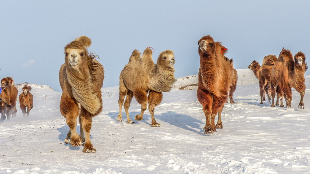 Hypothermia and Hyperthermia in Camels During Chemical Immobilization