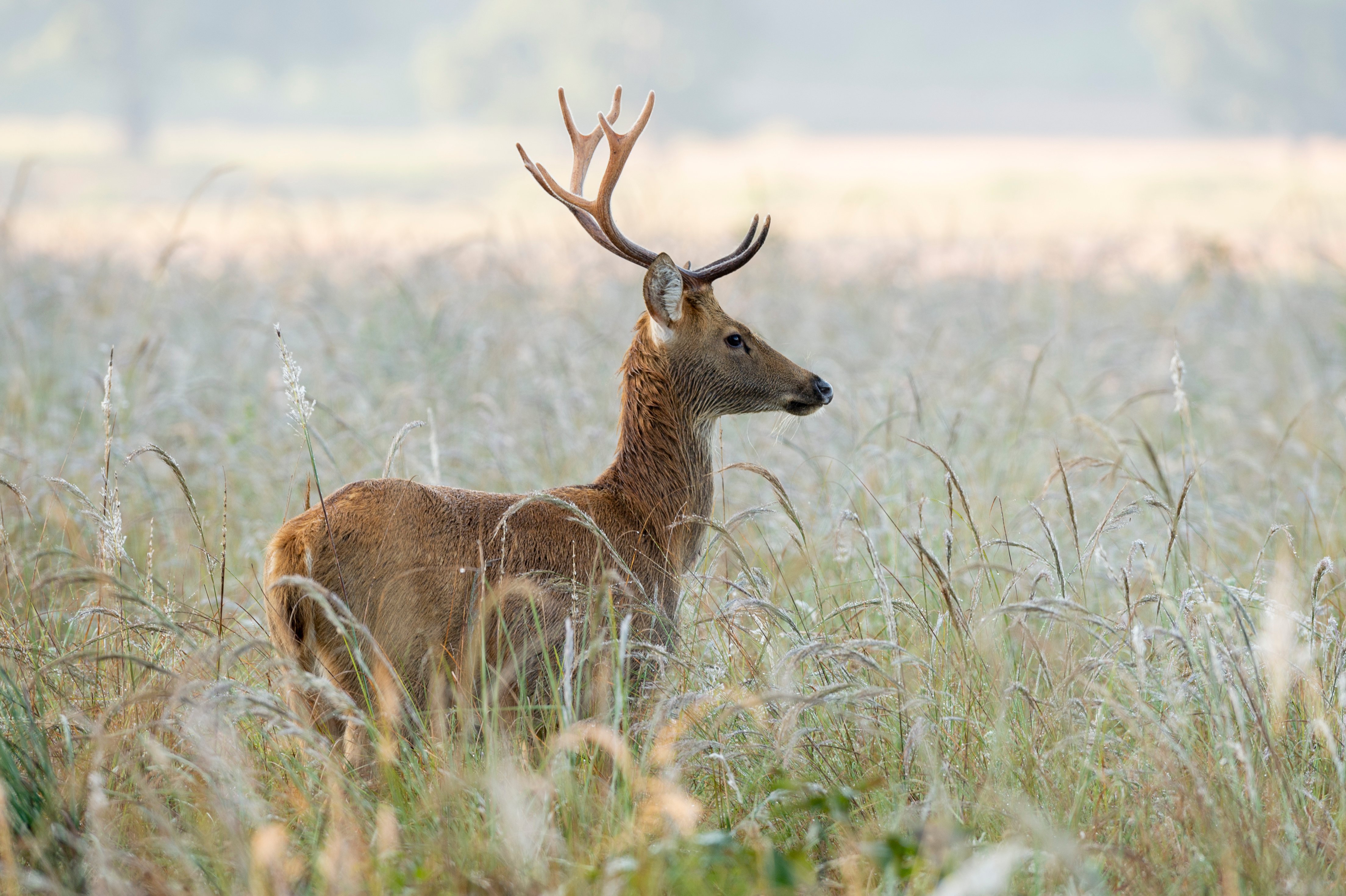 barasingha deer