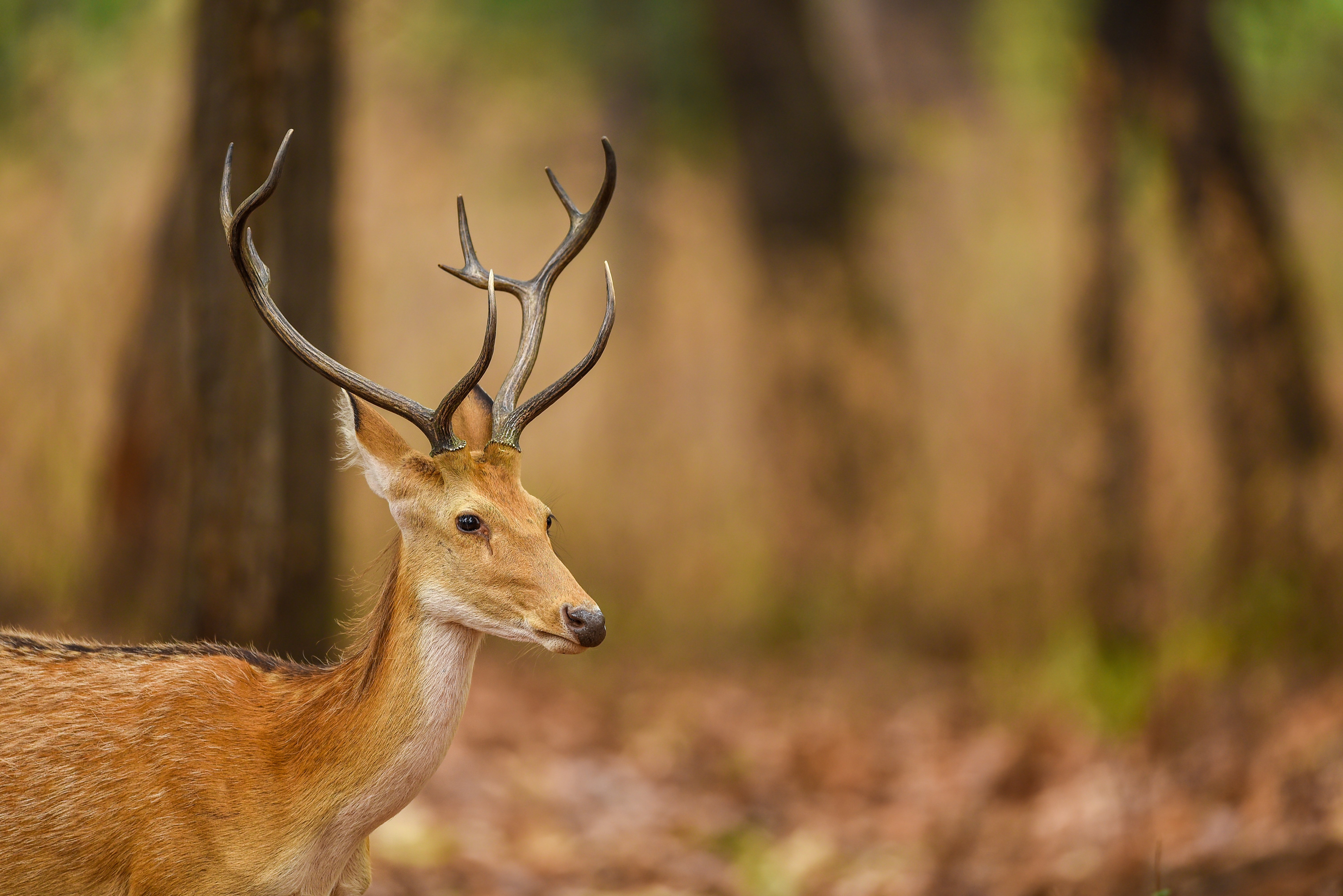 barasingha deer