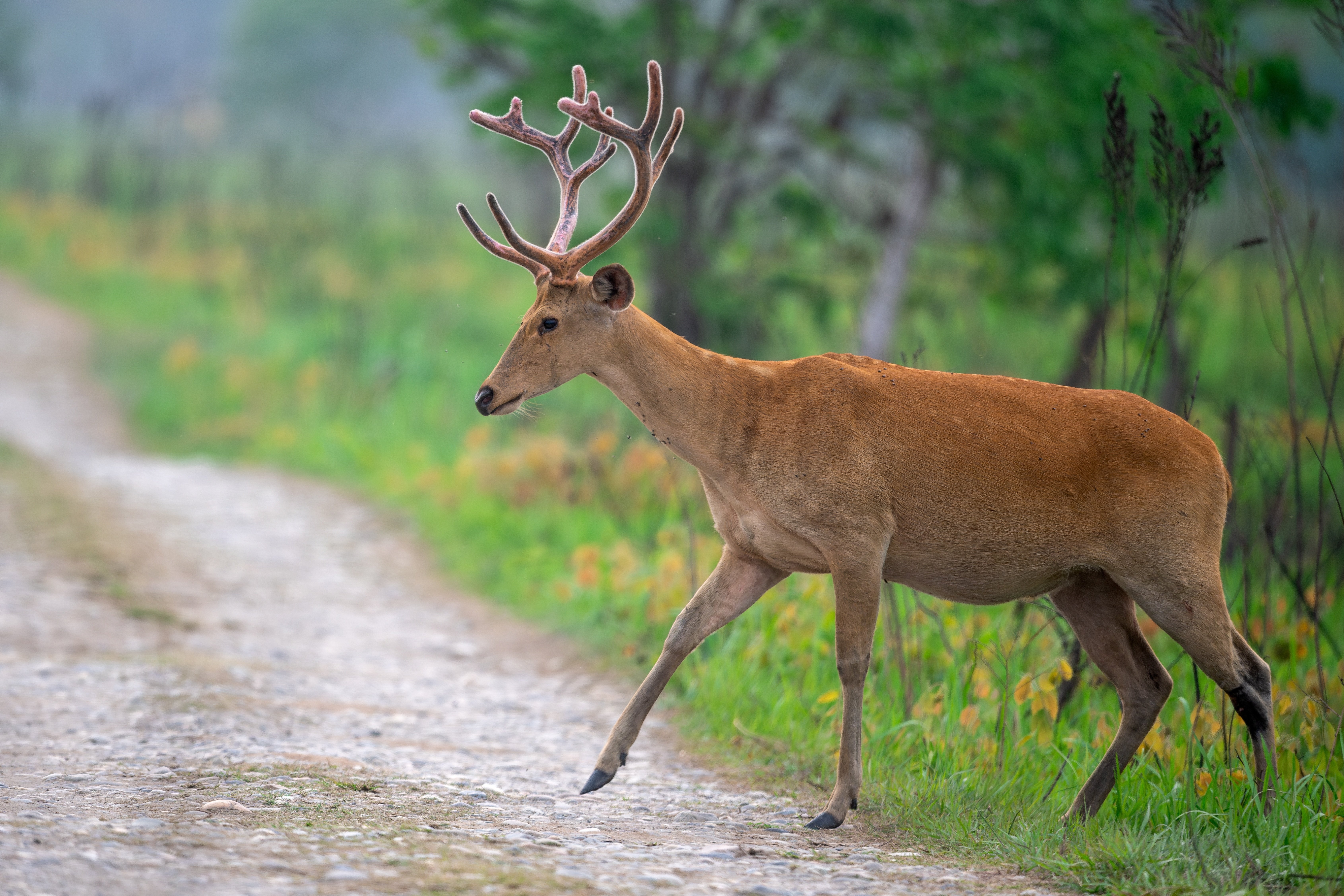 barasingha deer