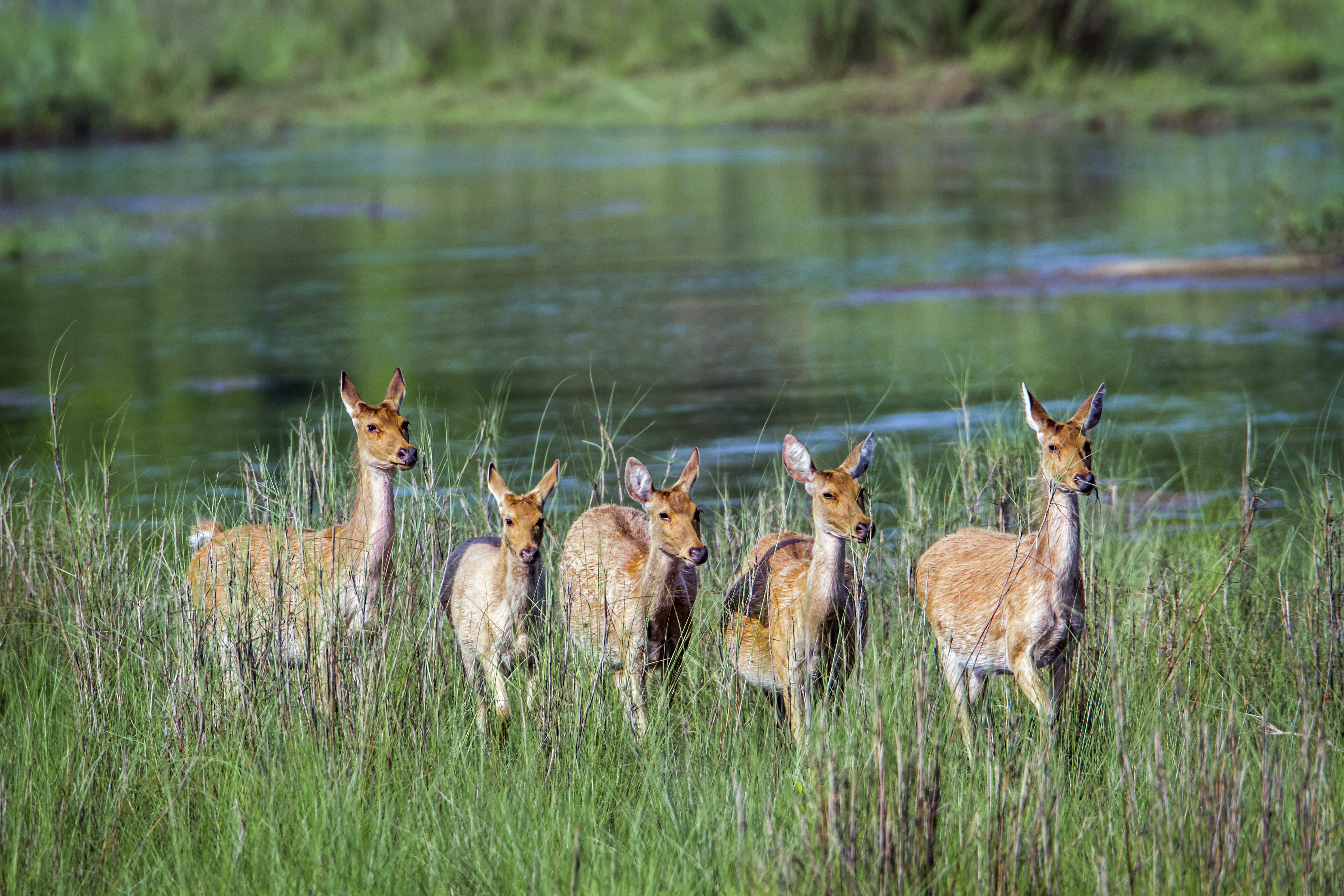 barasingha deer