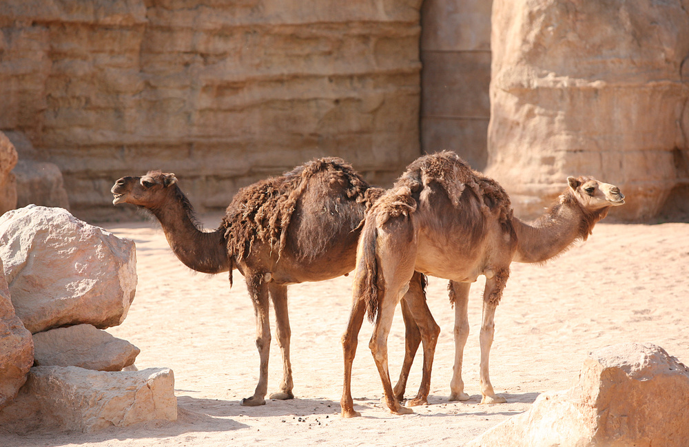 Vomiting in Camels During Capture and Chemical Immobilization