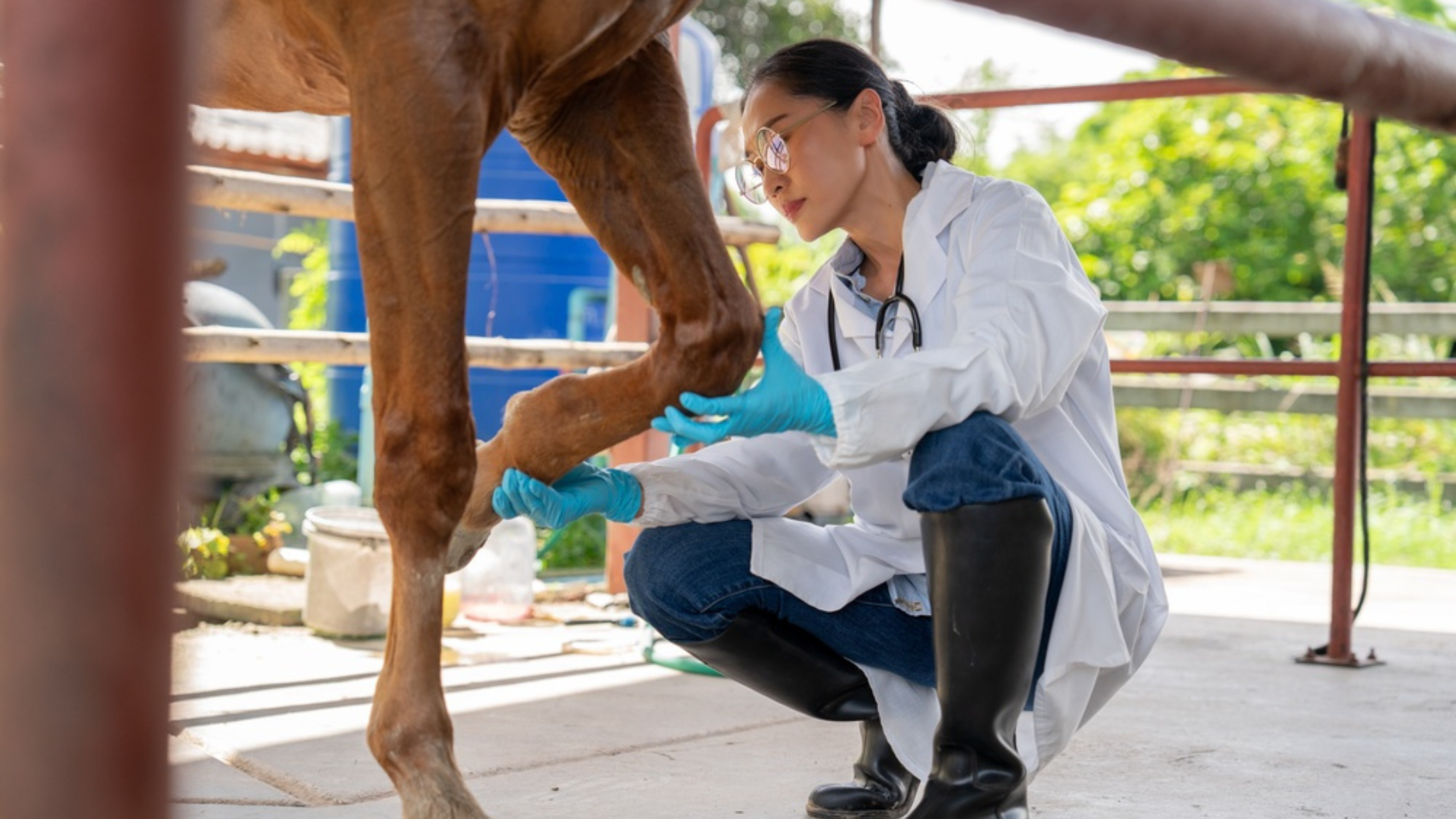Stifle Joint Injury in a Horse: Signs, Causes and Treatment Options