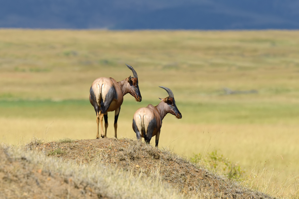 Antelope on hill