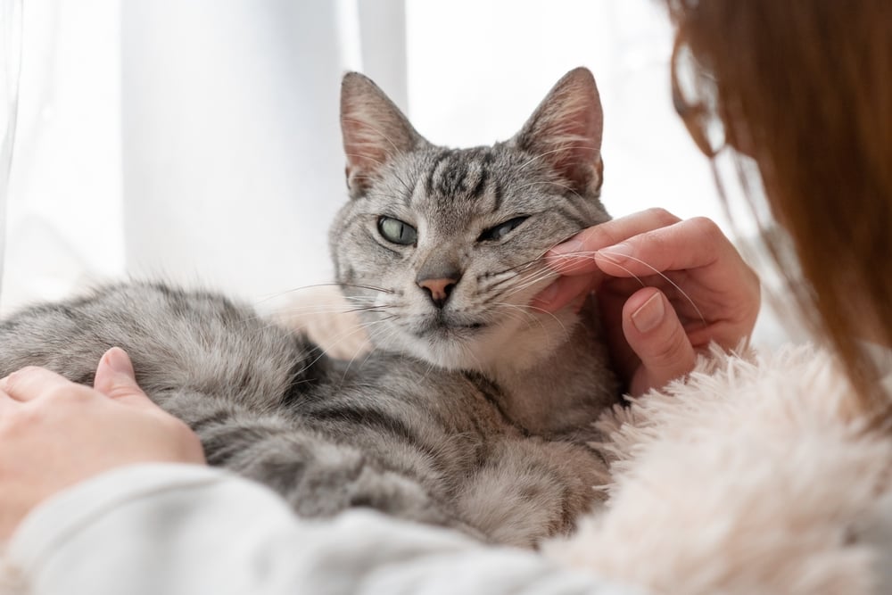 woman petting a cat